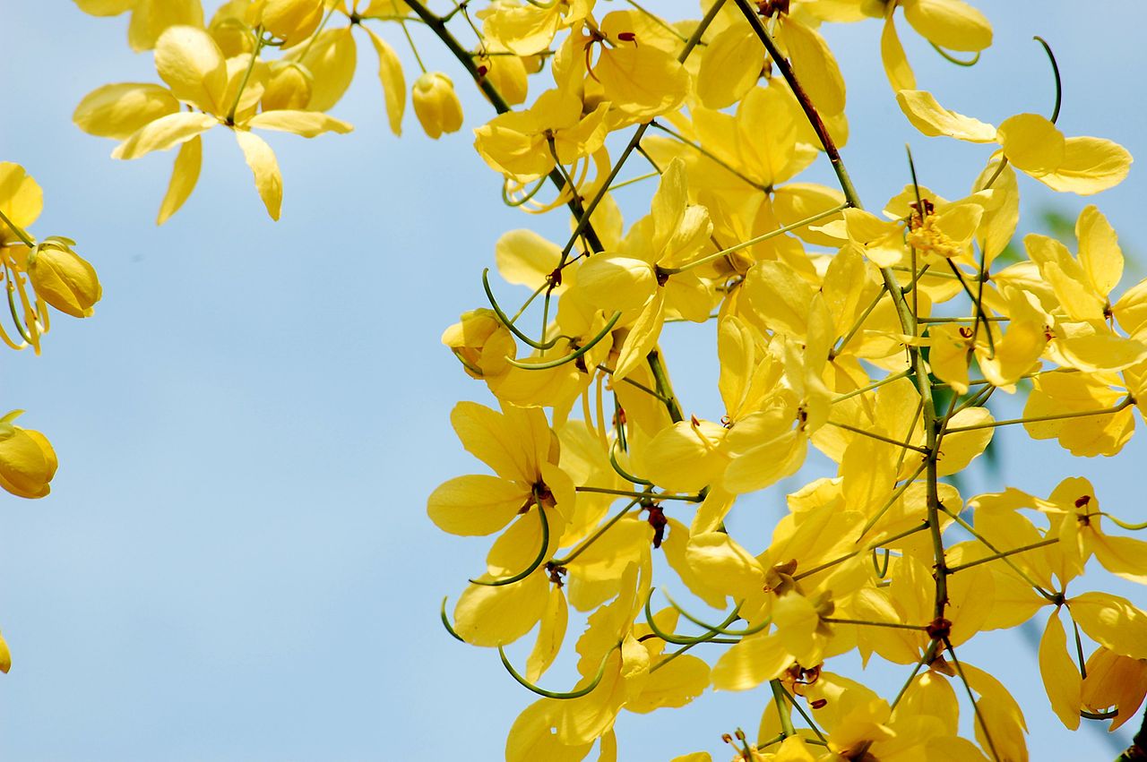 Cassia fistula er en busk som produserer gule blomster