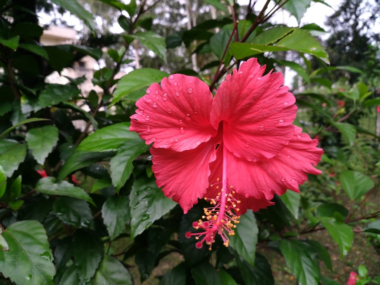 Hibiscus rosa sinensis er en busk som blomstrer om våren og sommeren
