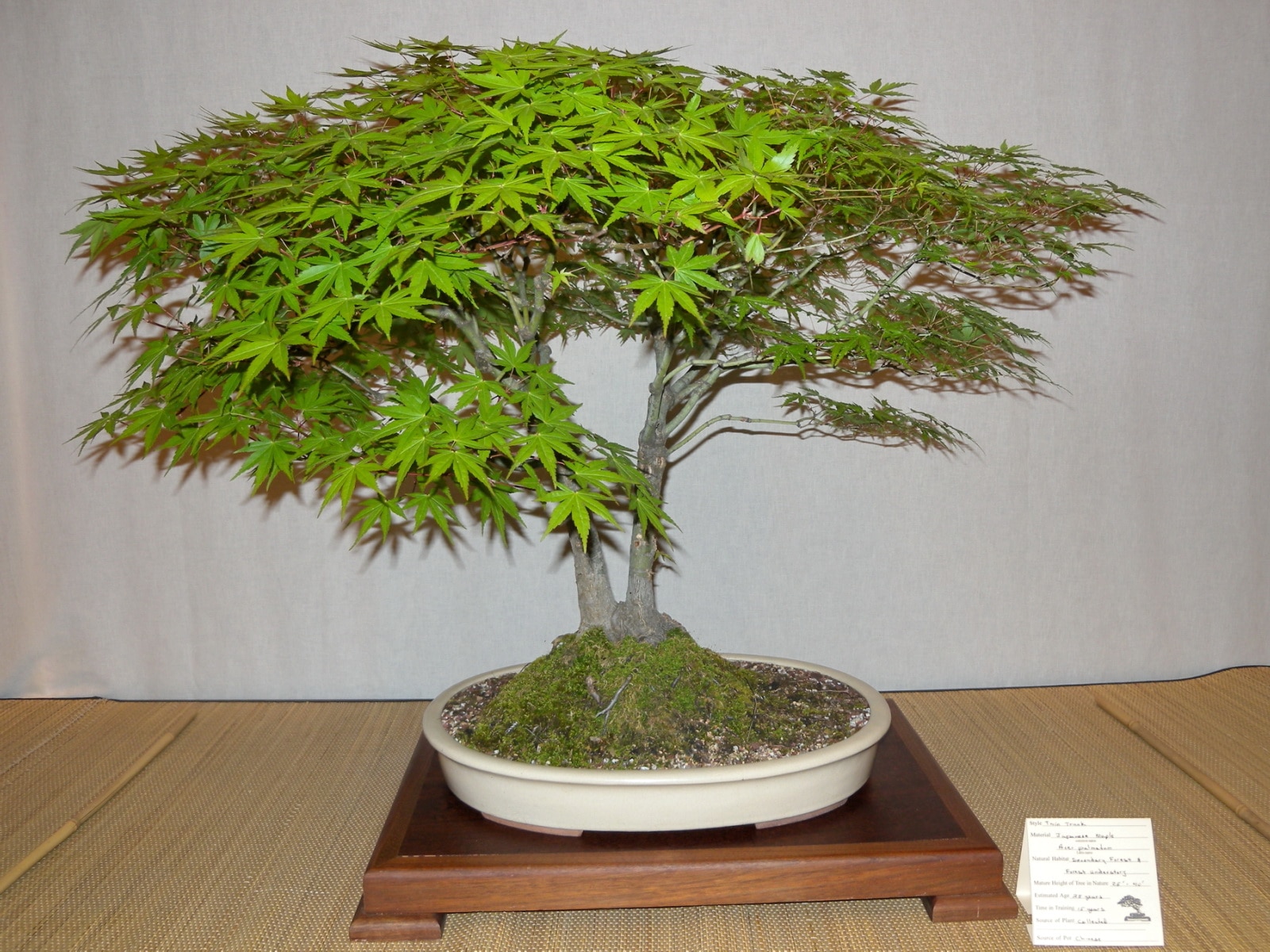 Japansk lønn fungerer som bonsai