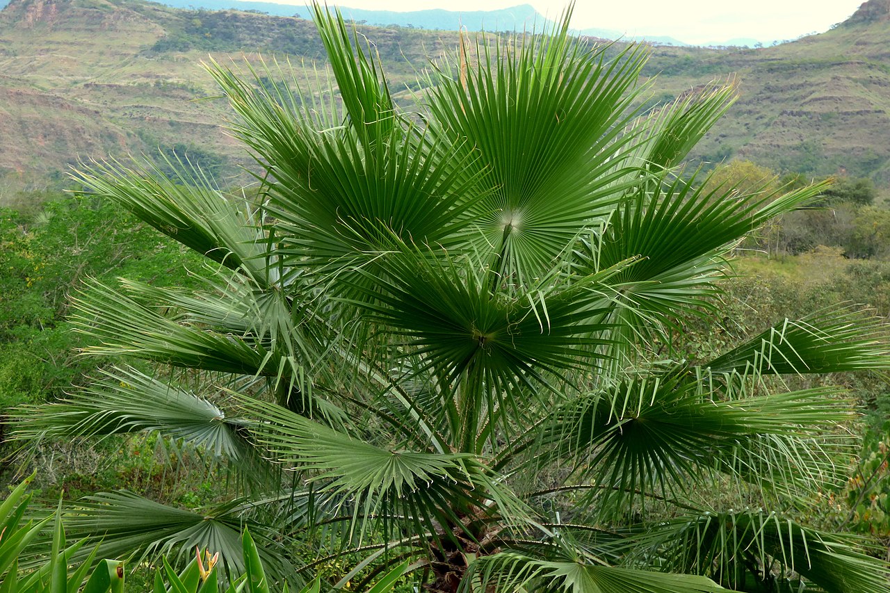 Washingtonia er et palme som motstår tørke
