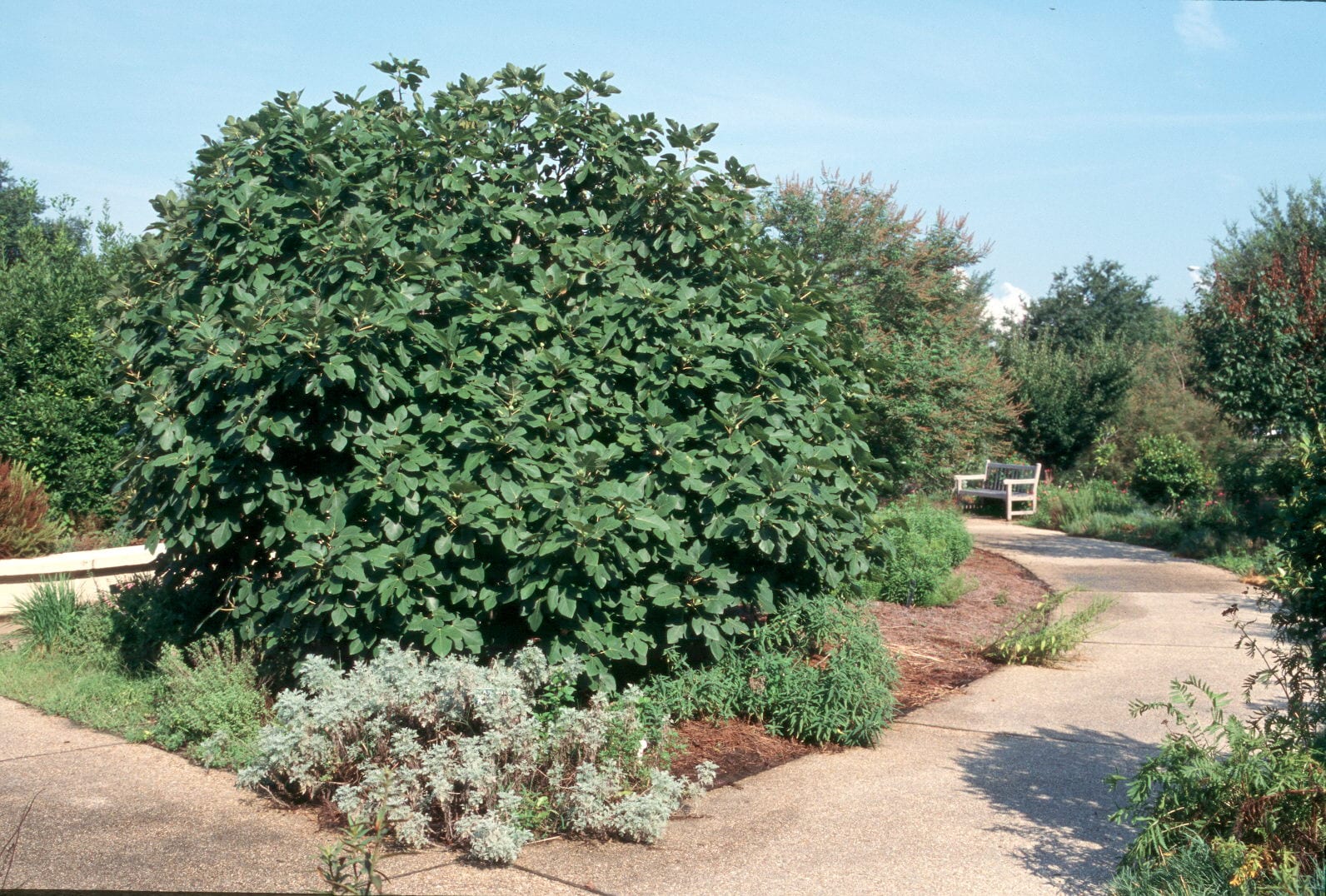 Ficus carica i hagen