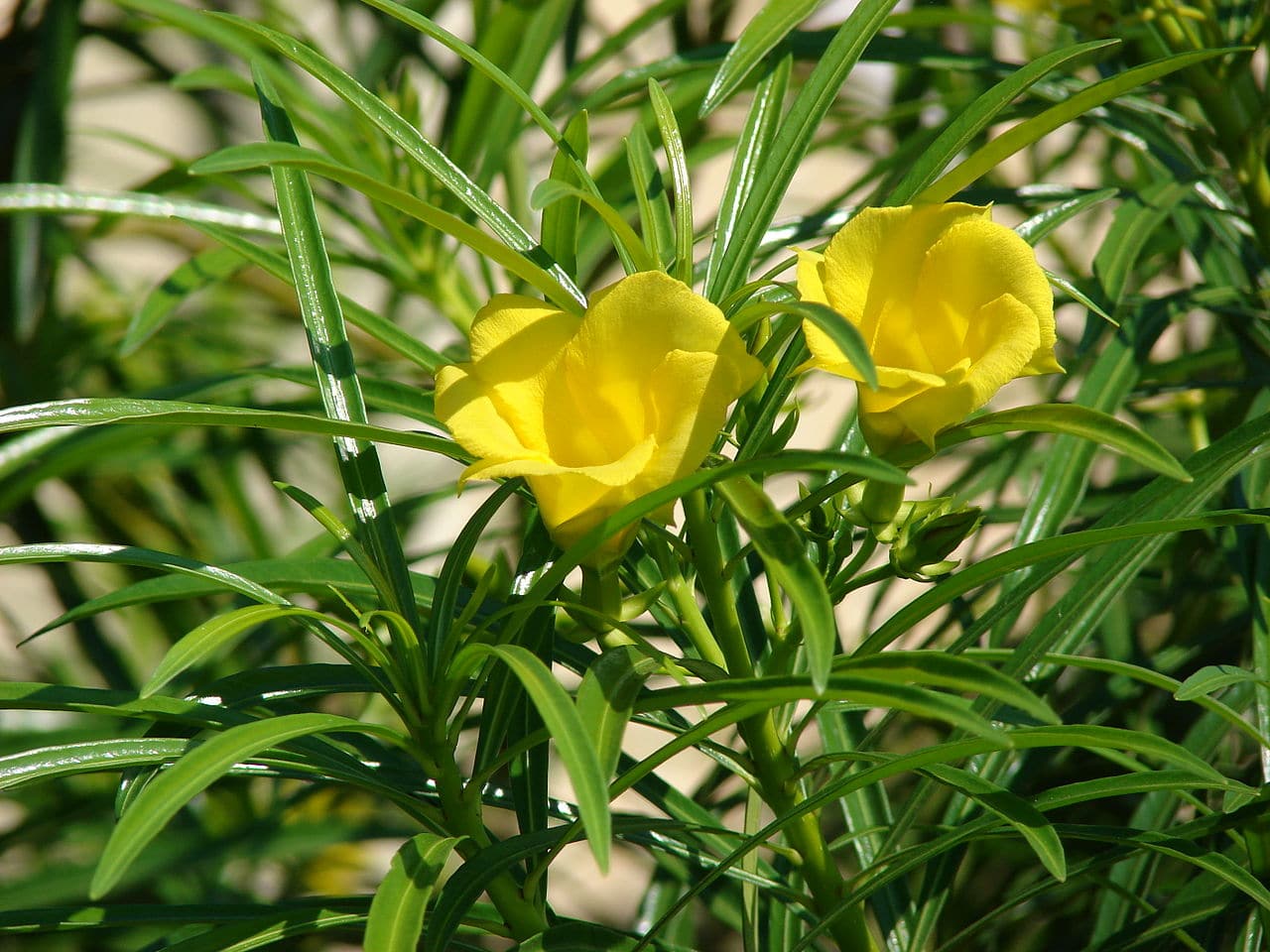 Thevetia peruviana er en busk med gule blomster