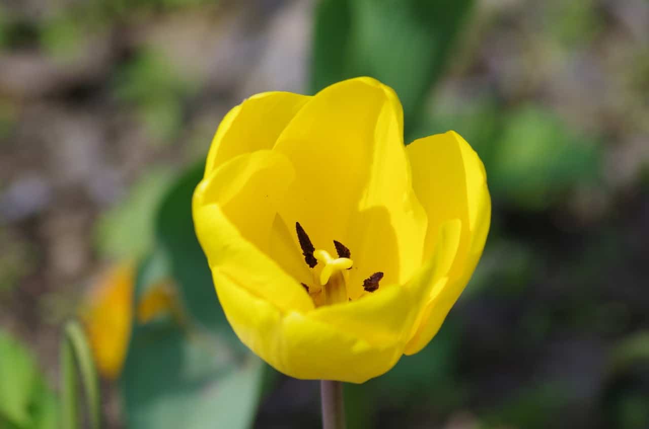 Tulipanen er en pæreformet flerårig