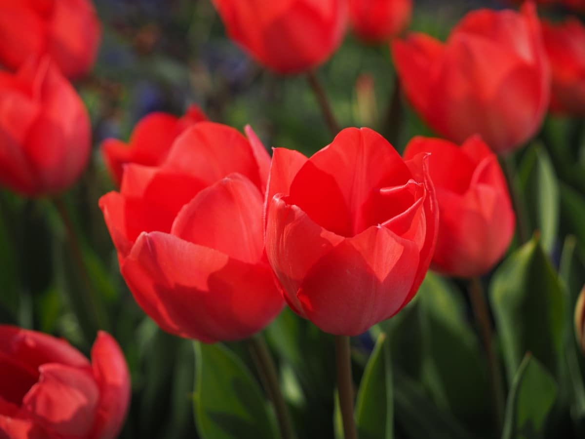 Tulipaner er en del av liliaceae