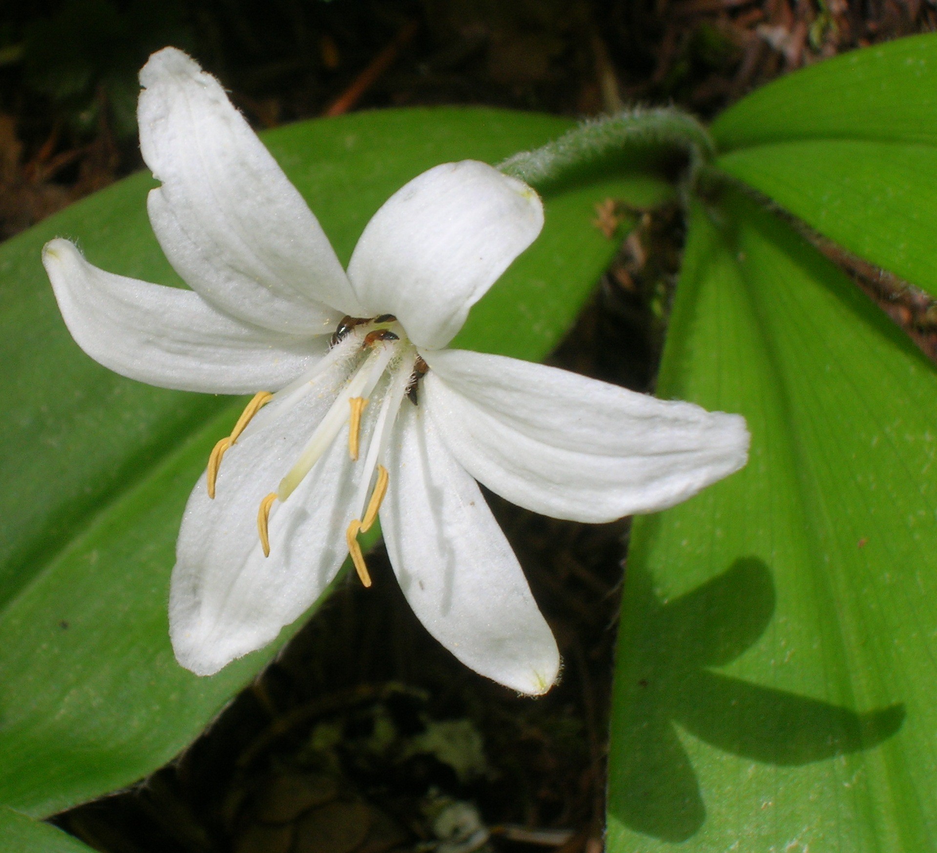 Clintonia uniflora er en lilje rhizomatøs