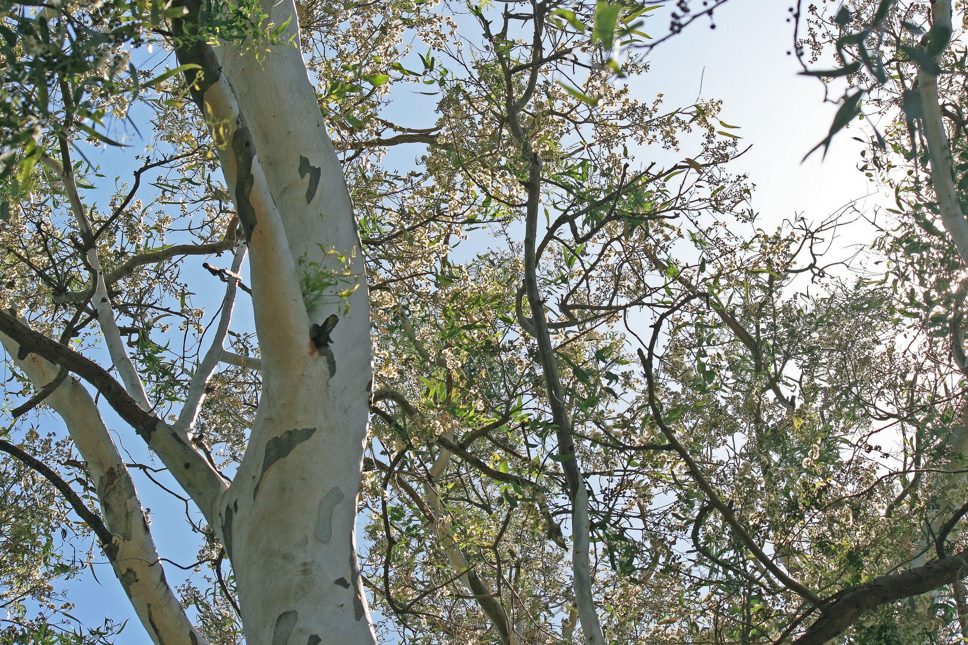 Eucalyptus er trær som hindrer andre planter i å vokse