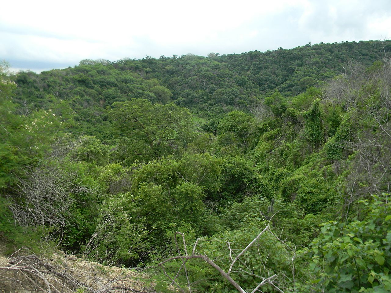 Den tropiske tørre skogen er et skogbiom fra løvtre