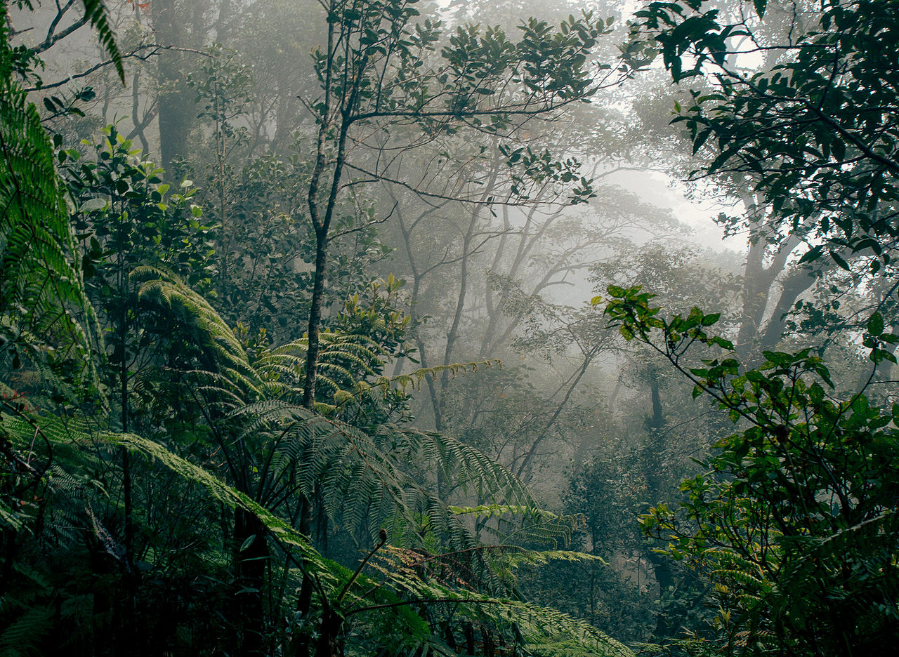 Borneo regnskog, en hardvedskog