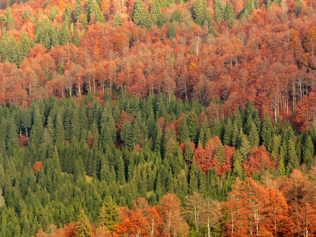 Blandet skog består av trær og bartrær