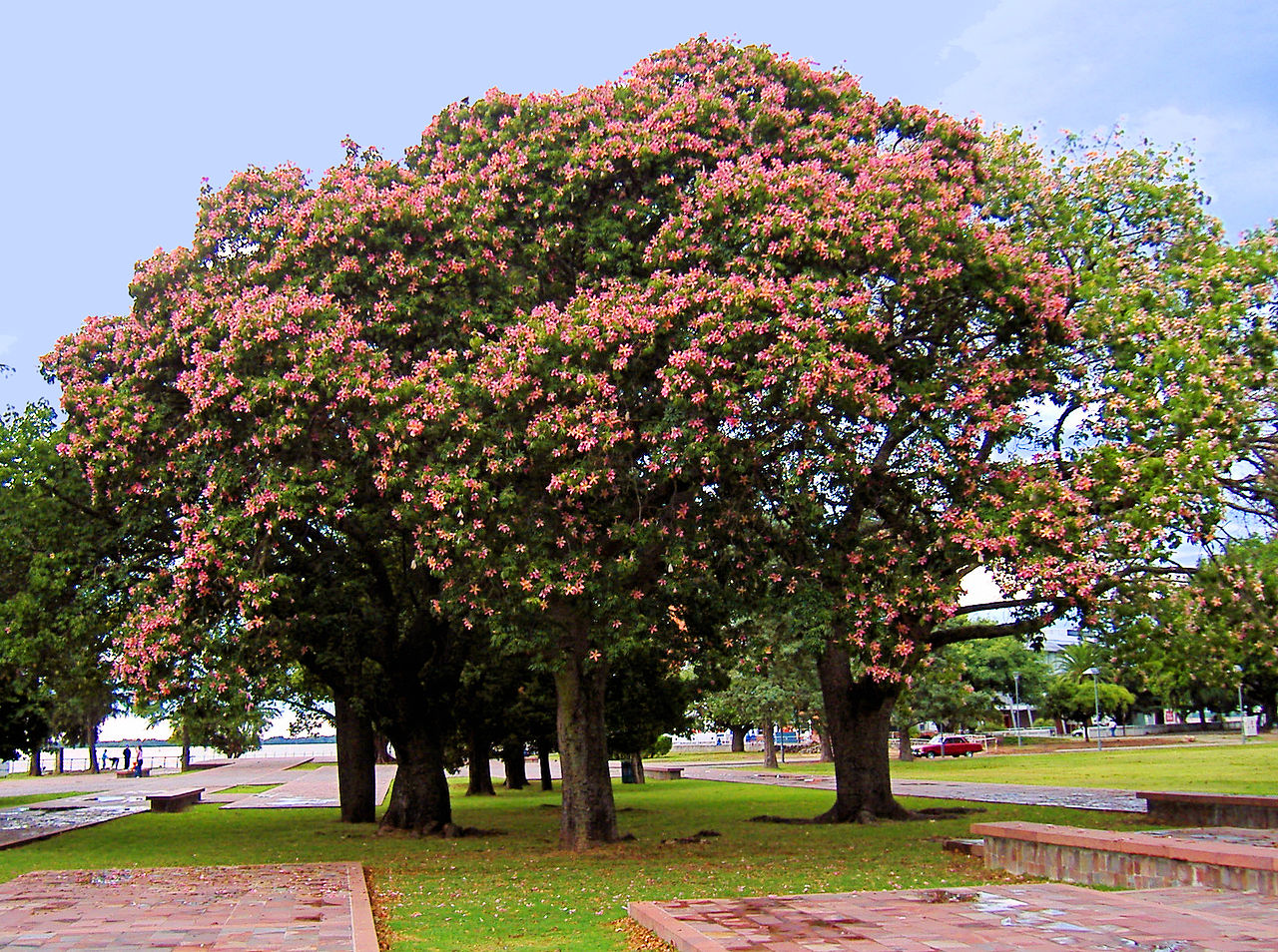 Chorisia er et vakkert blomstrende tre