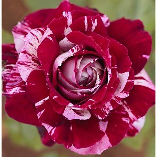 Julio Iglesias-planten er en tofarget rosebusk