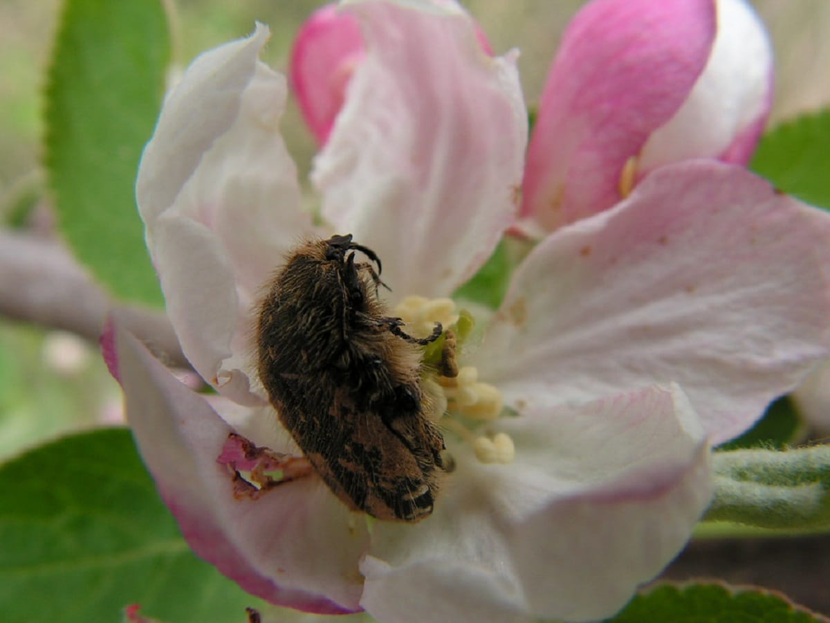 Oxythyrea funesta fôrer på en blomst av en rosebusk