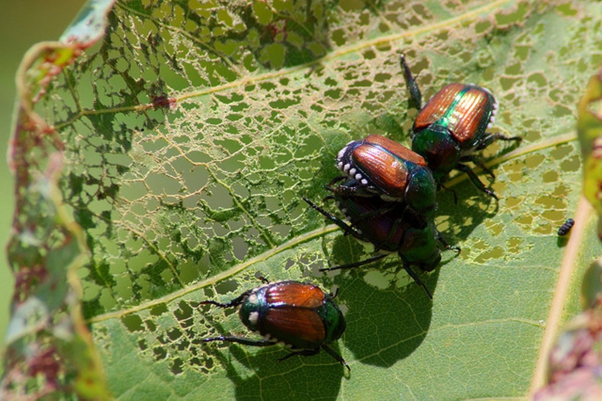 insekter som spiser bladene