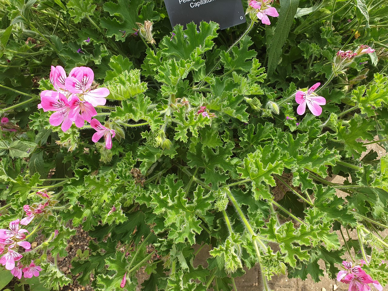 Pelargonium capitatum er en plante med rosa blomster
