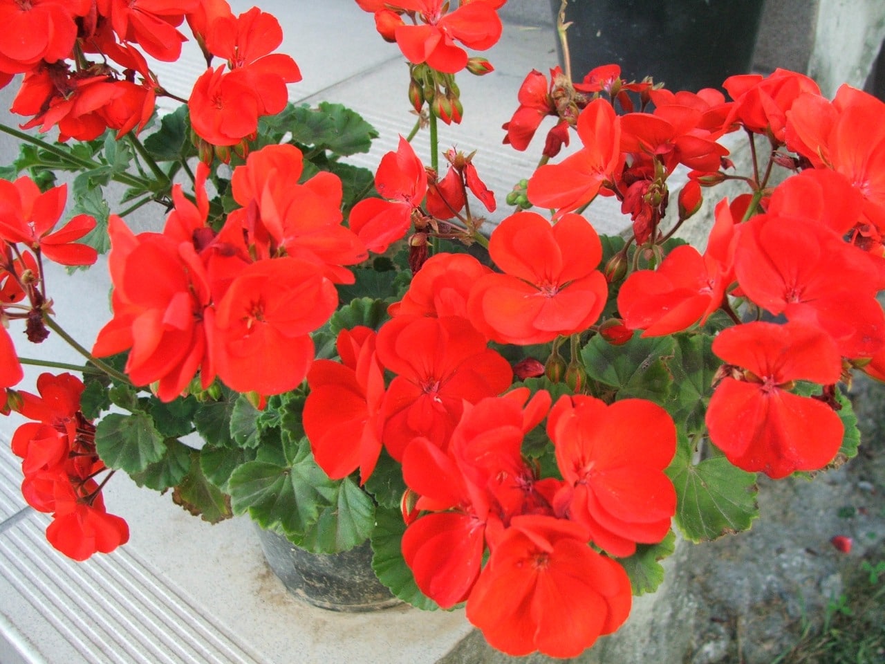 Sonal geranium er en plante med røde, rosa eller hvite blomster