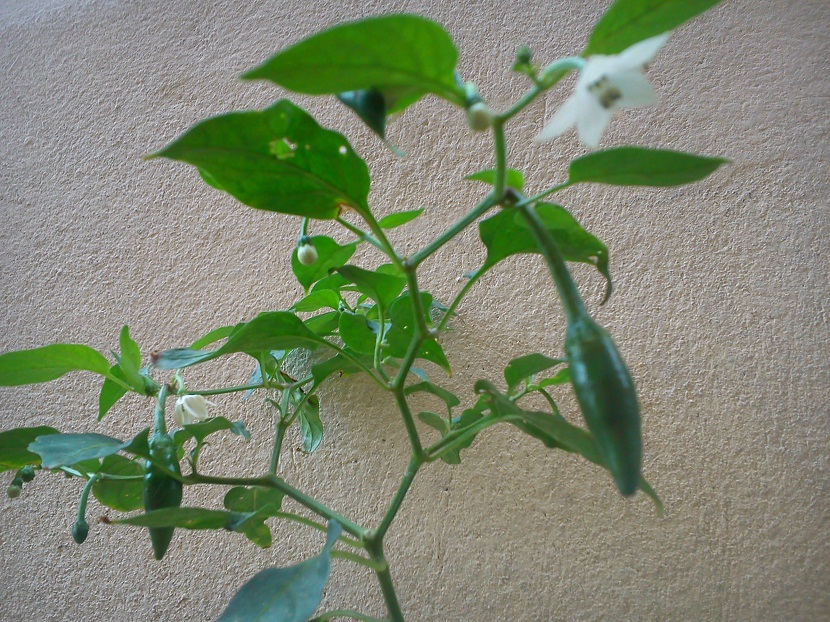 Spiring og vekst av serrano pepper