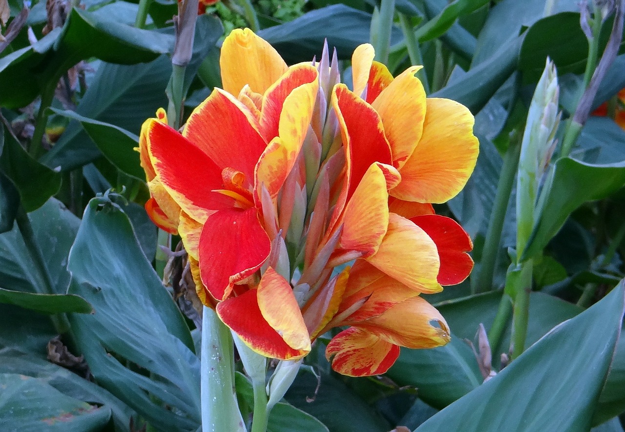 Canna indica blomster kan ha forskjellige farger