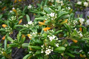 Pittosporum tobira er en eviggrønn busk