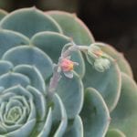 Echeveria er saftige