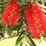 Utsikt over blomstene til Callistemon viminalis