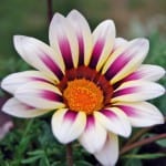 Hvit blomst av Gazania-planten