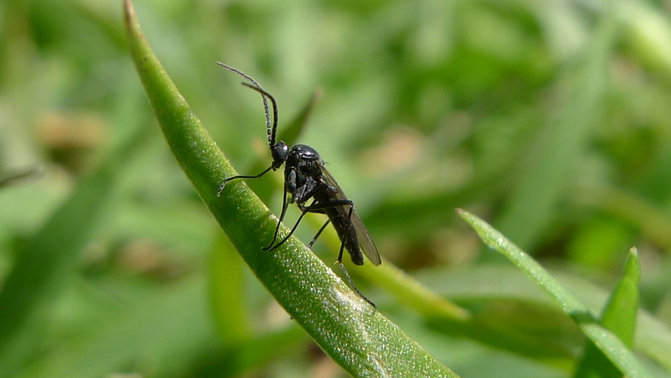 Den svarte flua er et skadedyr som påvirker planter