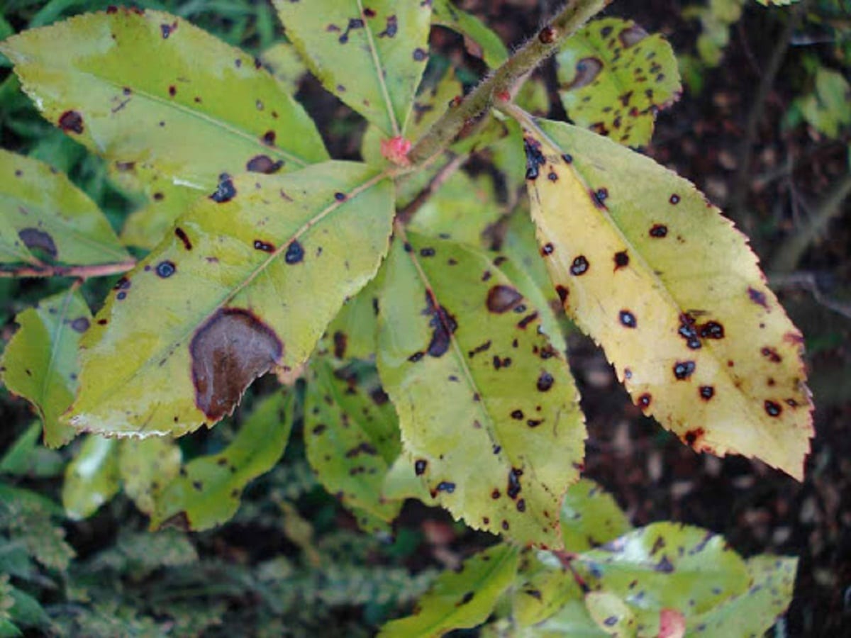 madrono blader angrepet av Septoriosis