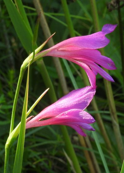 Utsikt over blomstene til Gladiolus illyricus