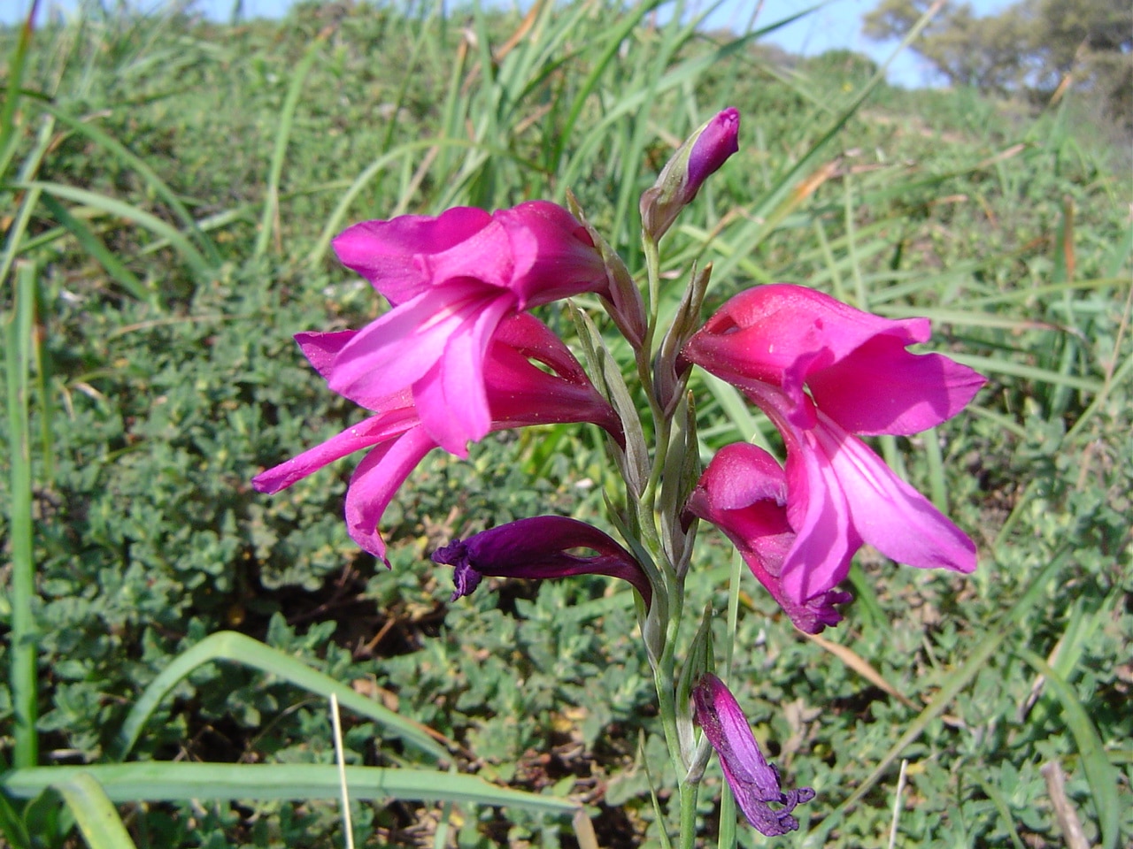 Utsikt over Gladiolus illyricus i habitat