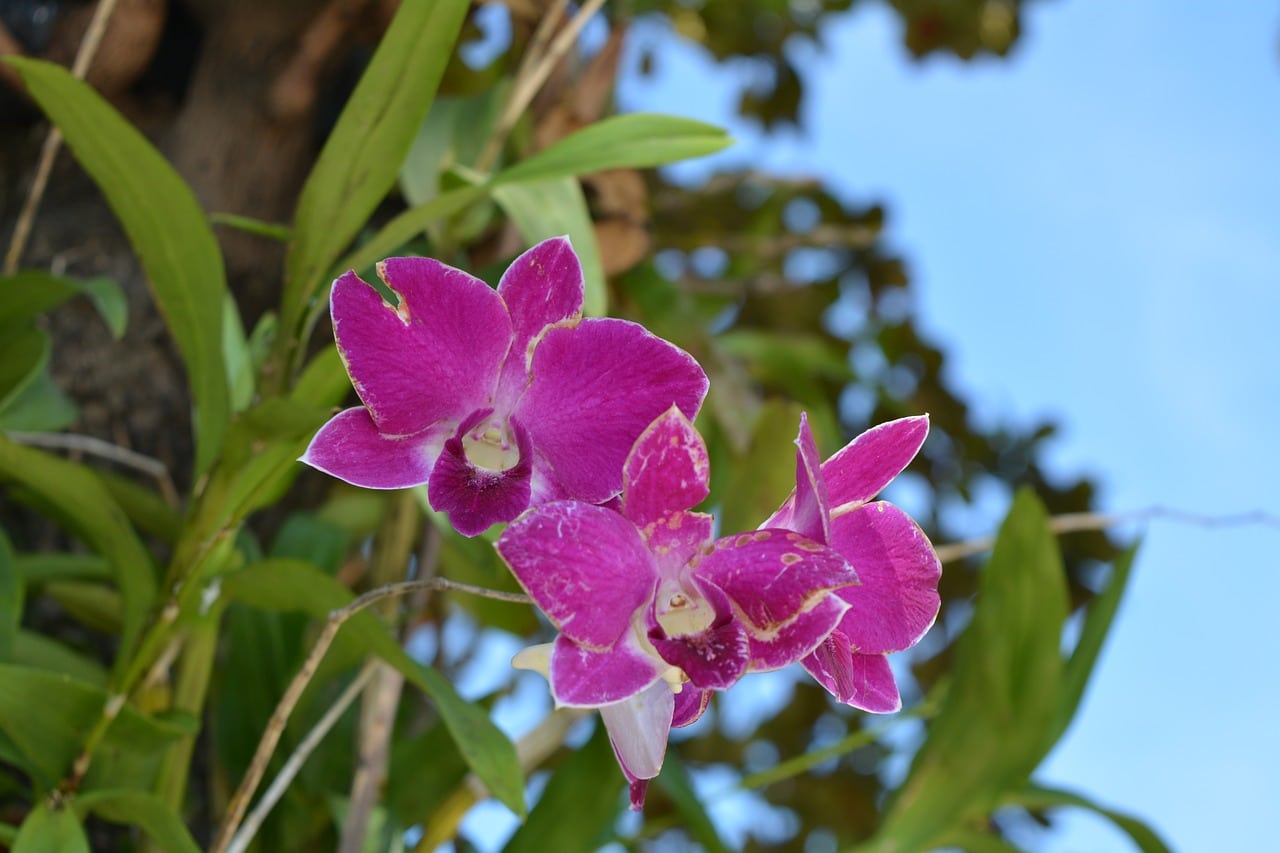 Orkideer er generelt epifytiske planter
