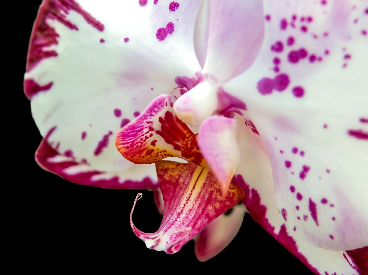 Phalaenopsis er en epifytisk eller litofytisk orkide