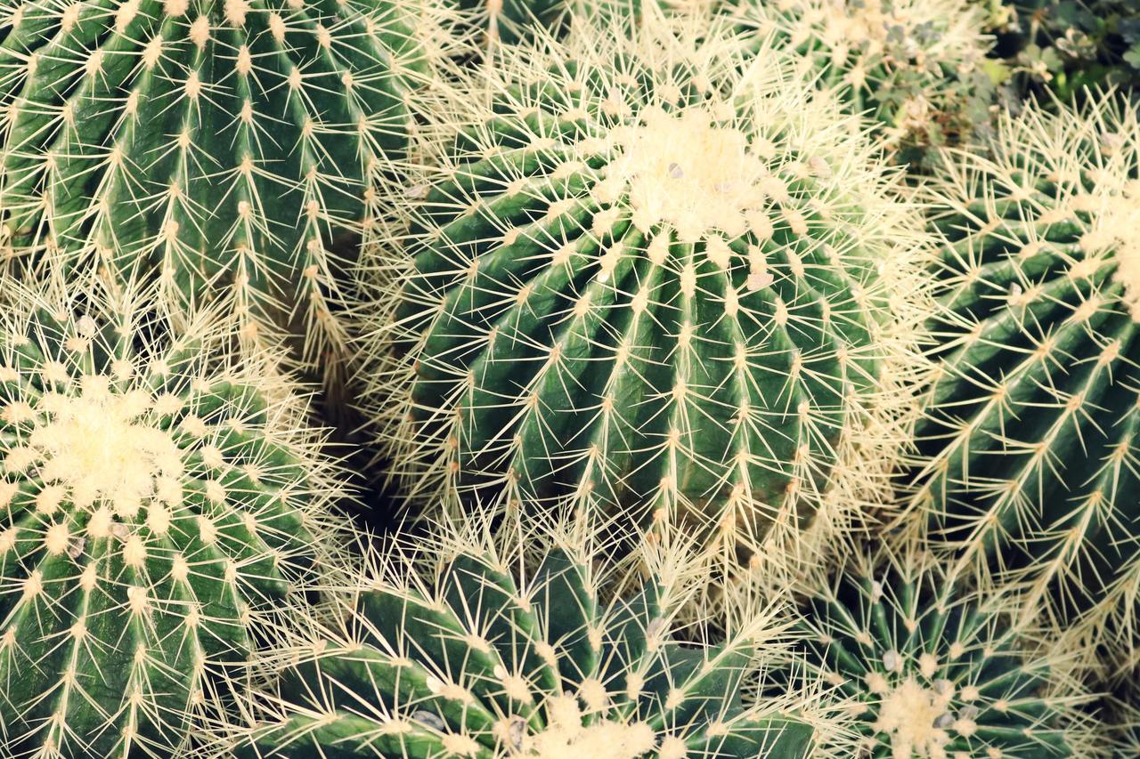 Kaktus er karplanter, vanligvis med torner