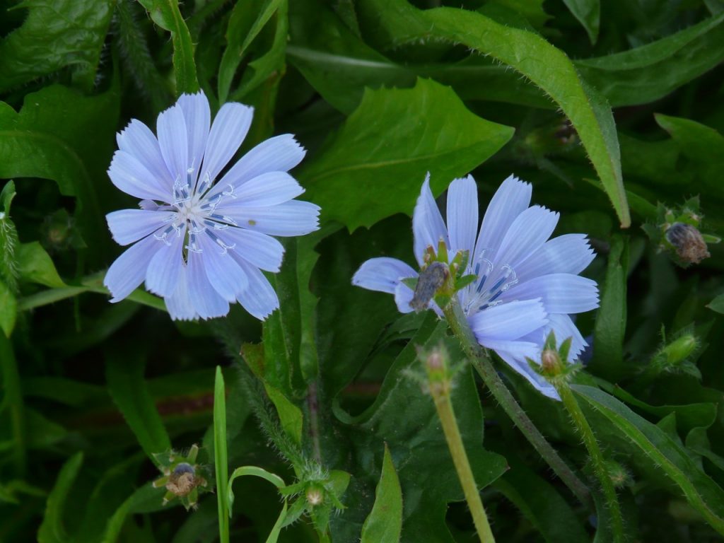 Sikori blomster er blå