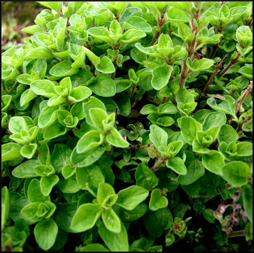 Merian, en aromatisk plante som er lett å dyrke