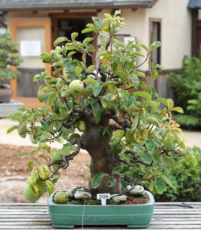 Epletreet fungerer bra som bonsai