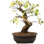 Apple bonsai er lett å ta vare på
