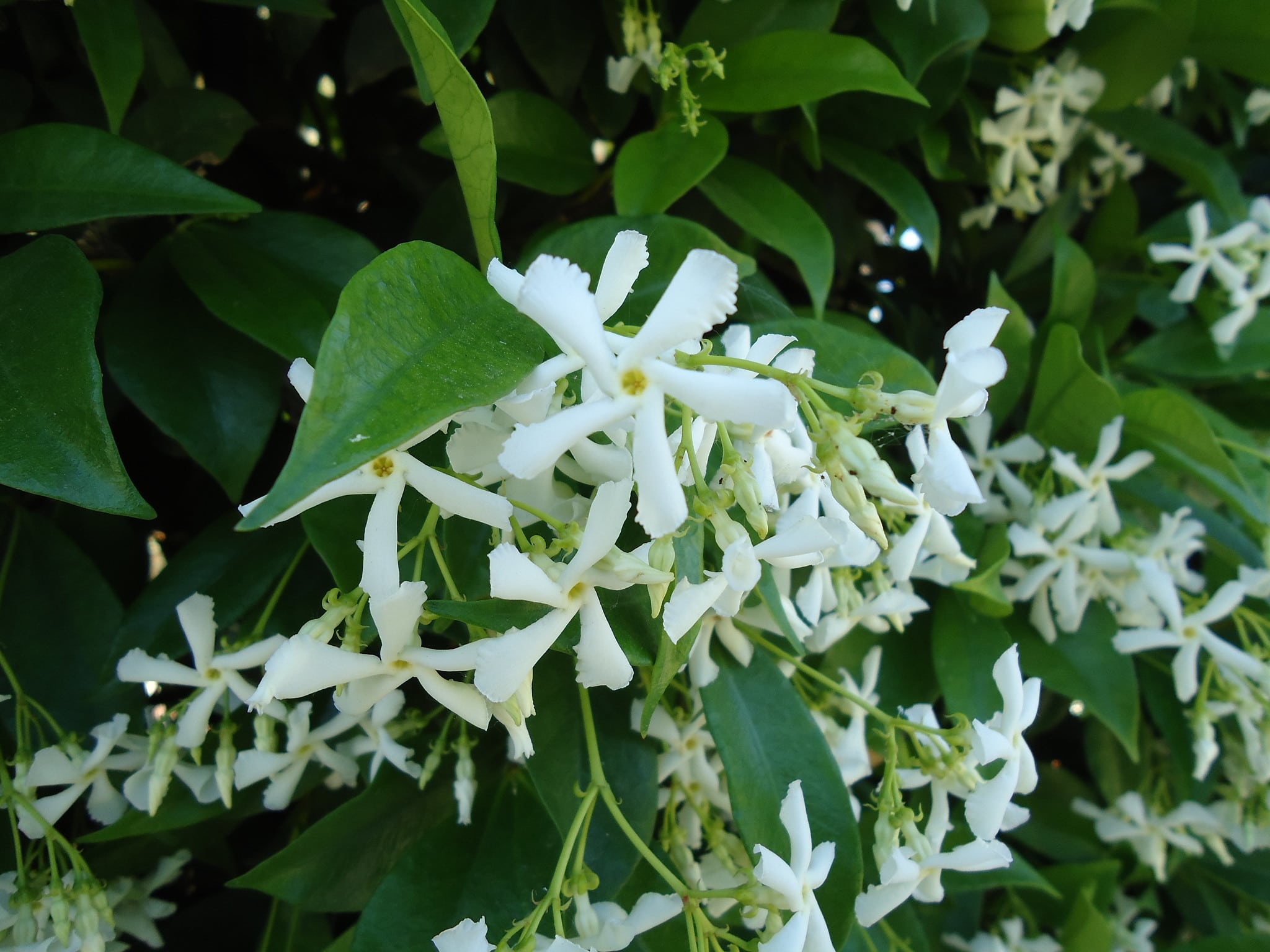 Trachelospermum jasminioides er en klatrer som produserer hvite blomster