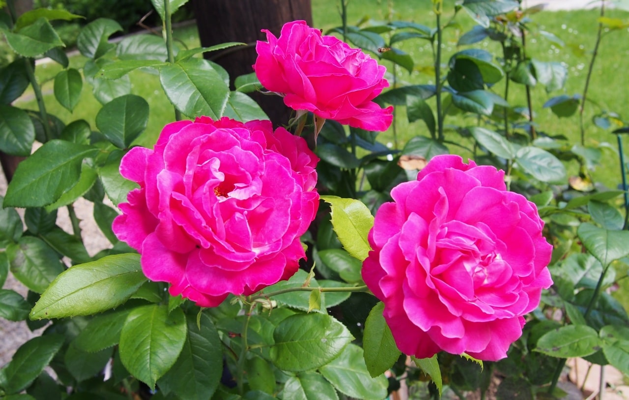 Rosenbusken er en tornet busk som gir vakre blomster