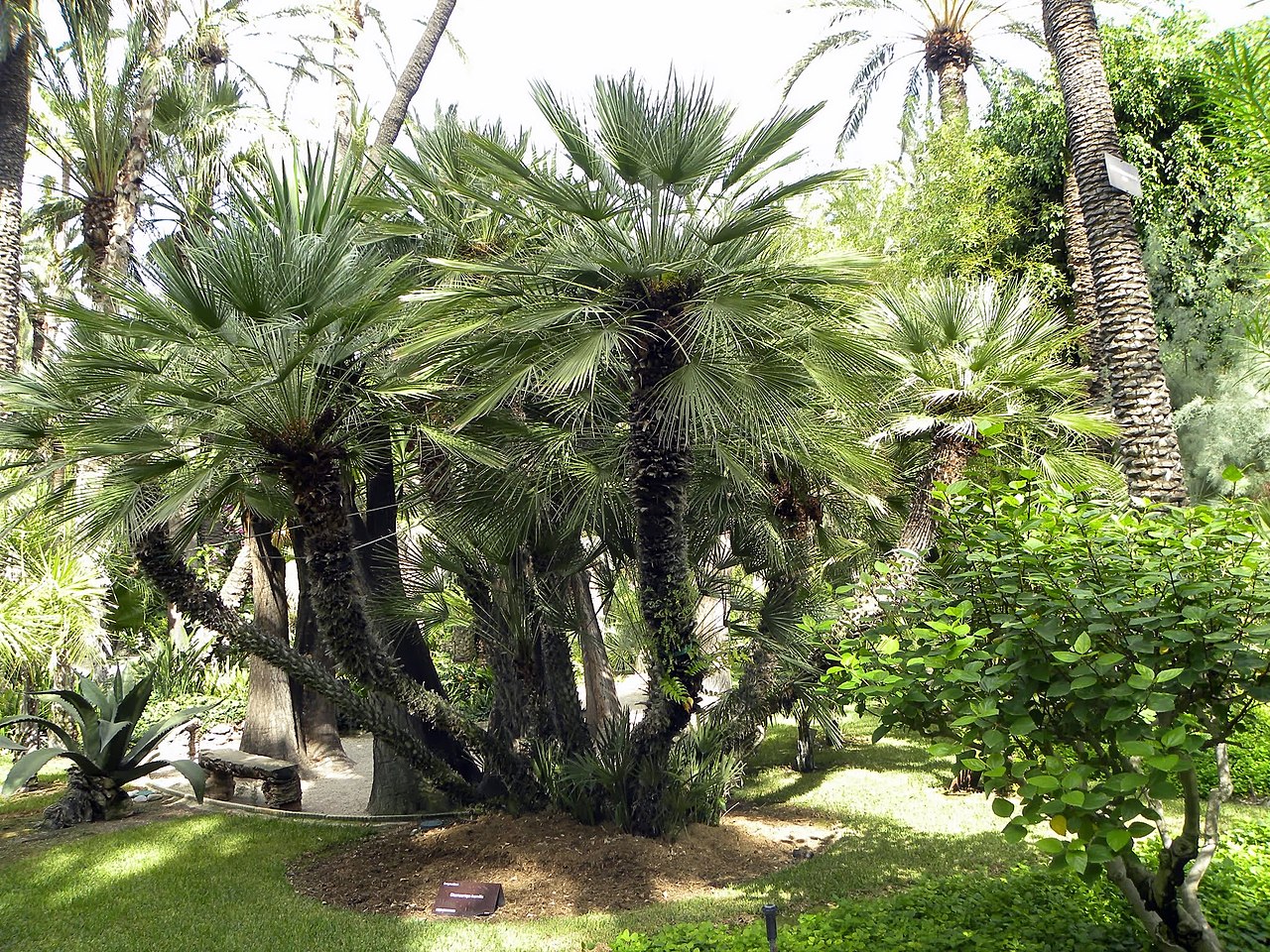 Palmens hjerte er et middelhavspalmer