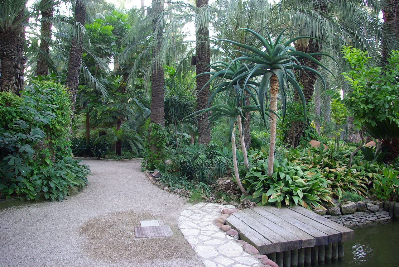Plantene i Huerto del Cura er hovedsakelig palmer