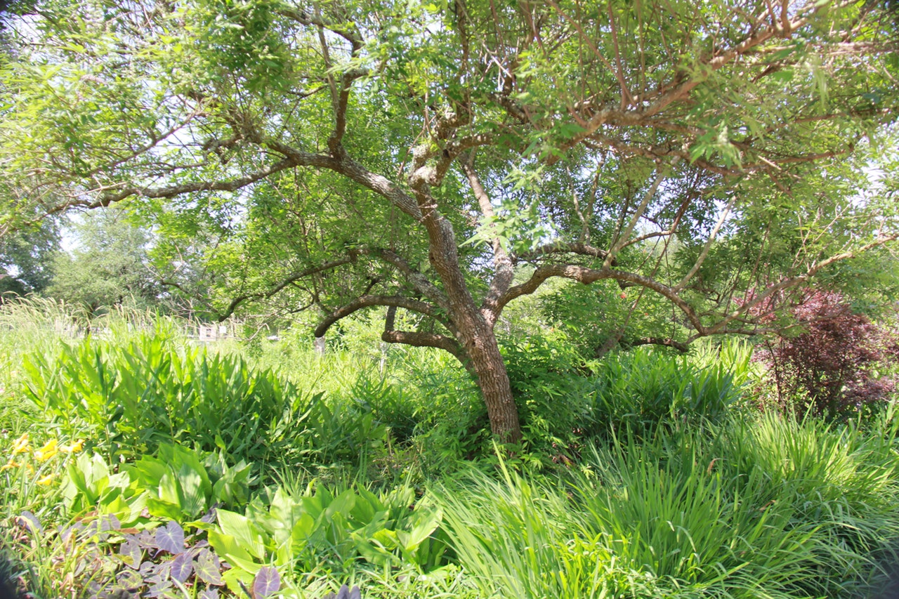 En naturlig hage beskytter dyr