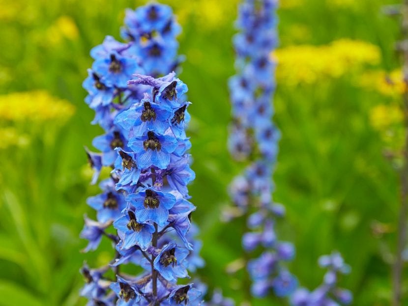 Delphinium med blå blomster