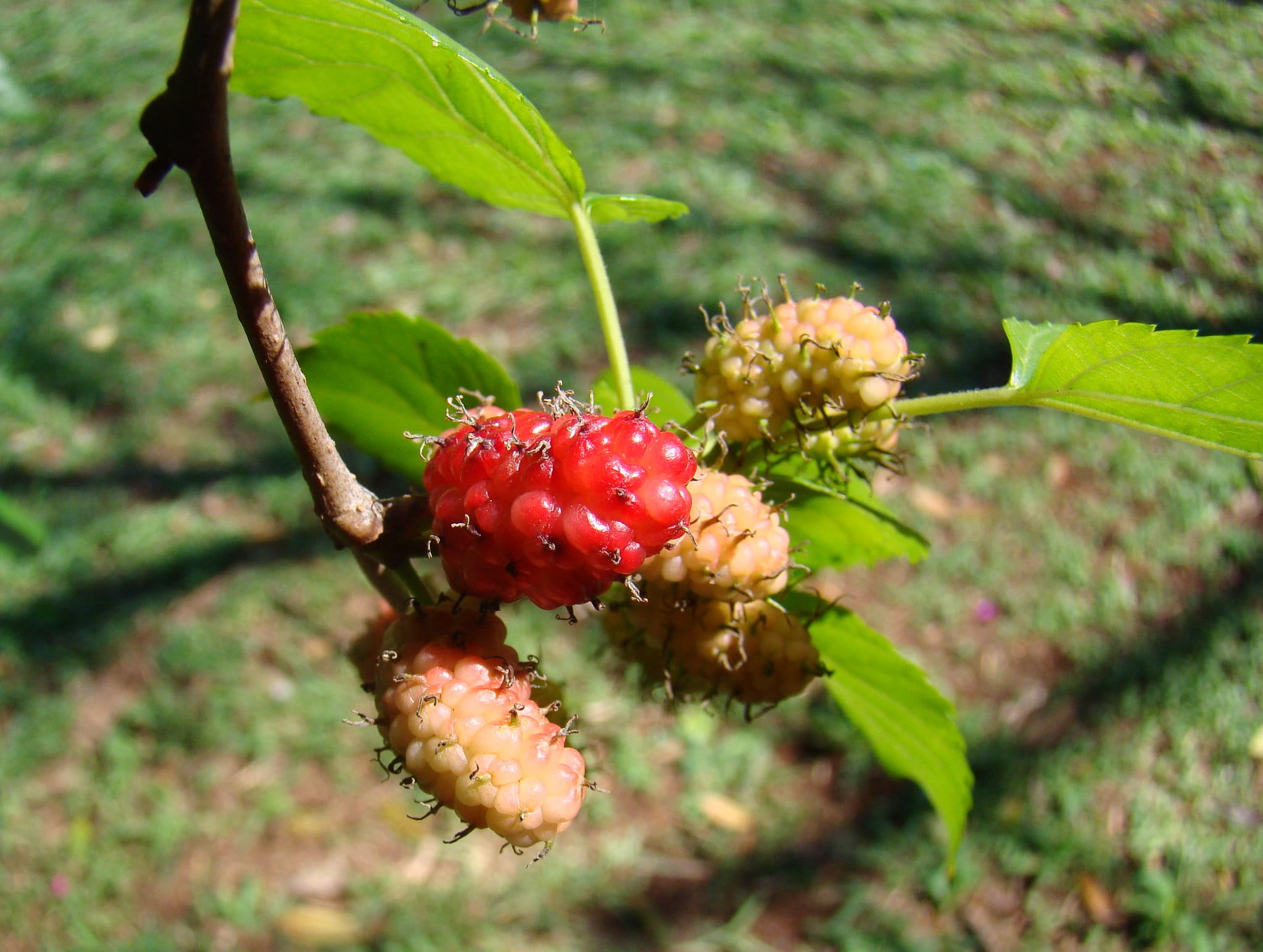 Mulberry er et raskt voksende tre