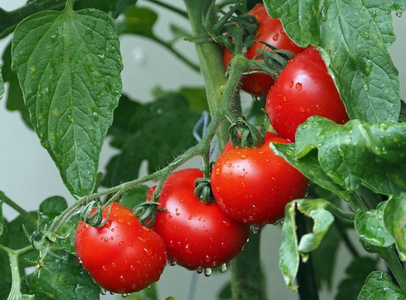Tomatplanter er enkle å ta vare på