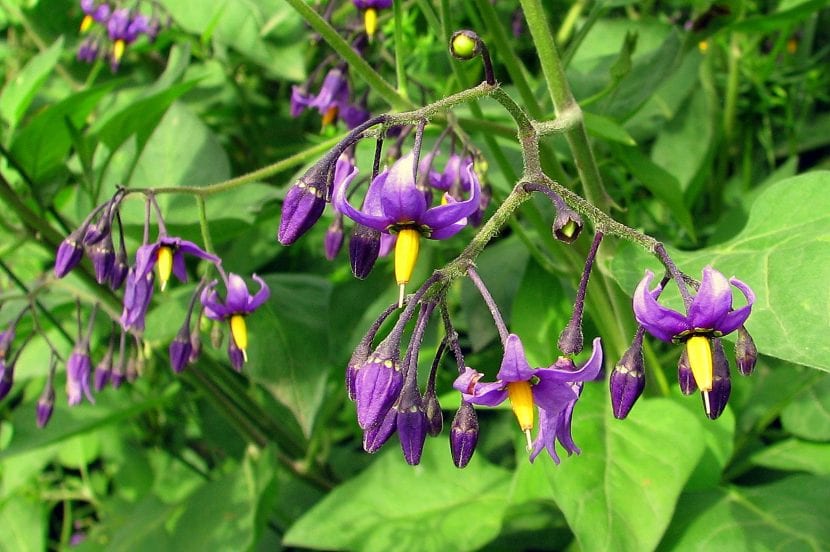 Utsikt over Solanum dulcamara