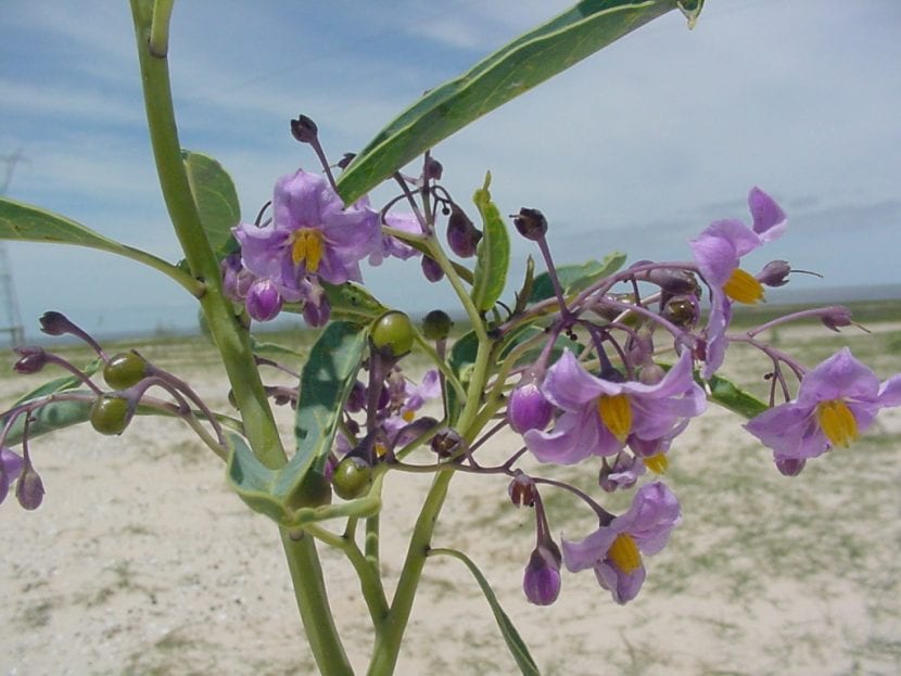 Solanum malacoxylon, en urt