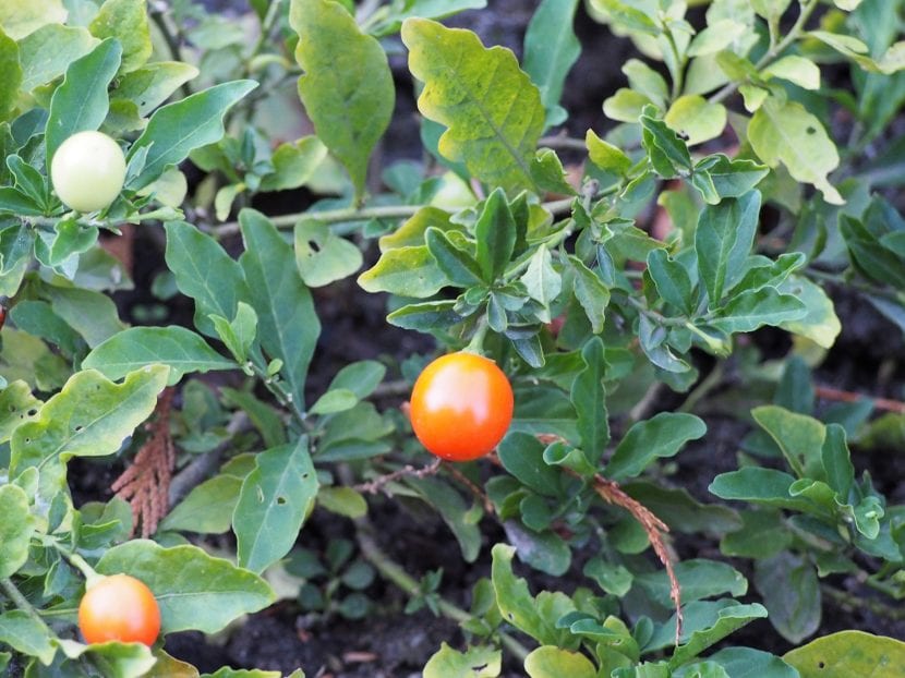 Utsikt over Solanum pseudocapsicum