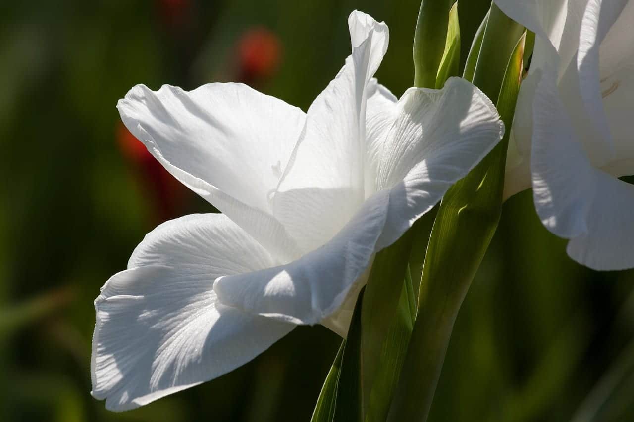 Hvite gladiolusblomster