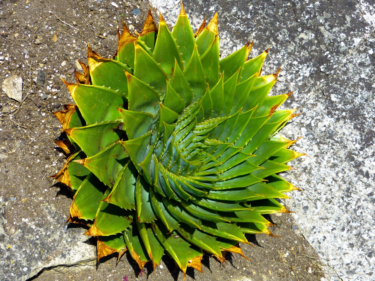 Aloe polyphylla er en prydplante