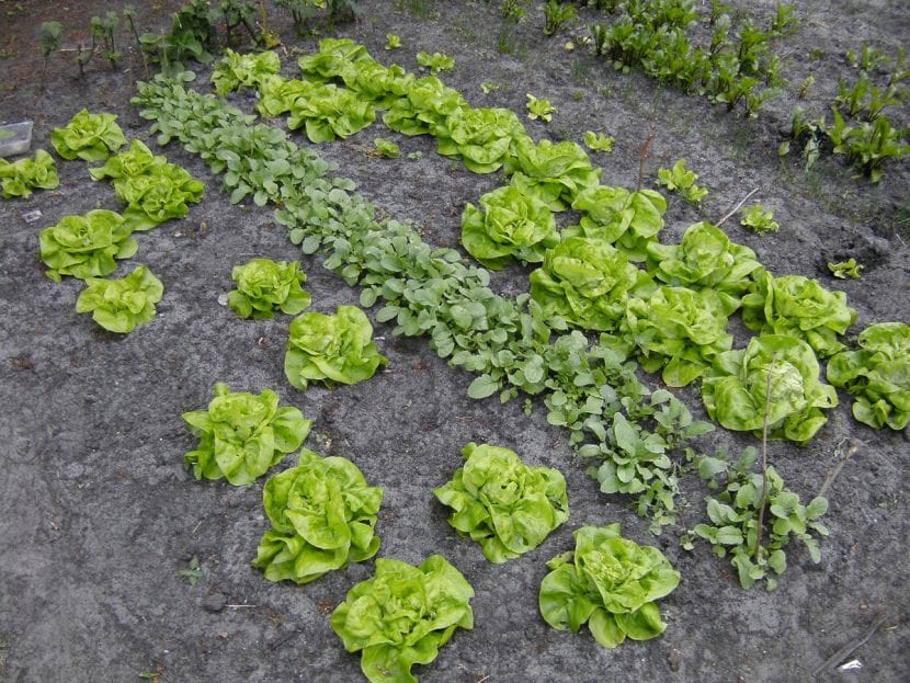 Salat i grønnsakshagen